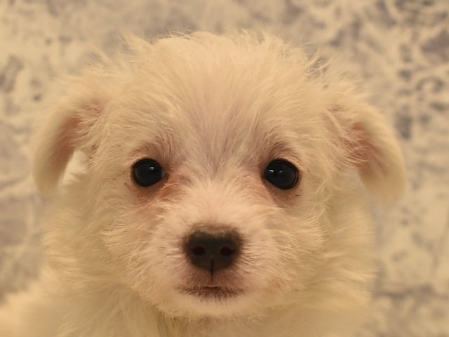 群馬県のハーフ犬 (ペッツワンFC高崎東部店/2023年11月6日生まれ/女の子/ホワイト)の子犬
